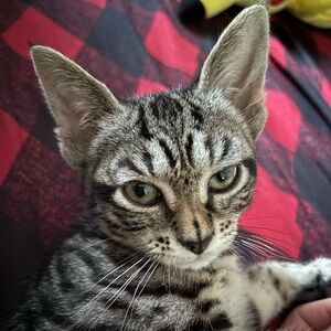 Meet your Posher, Lea